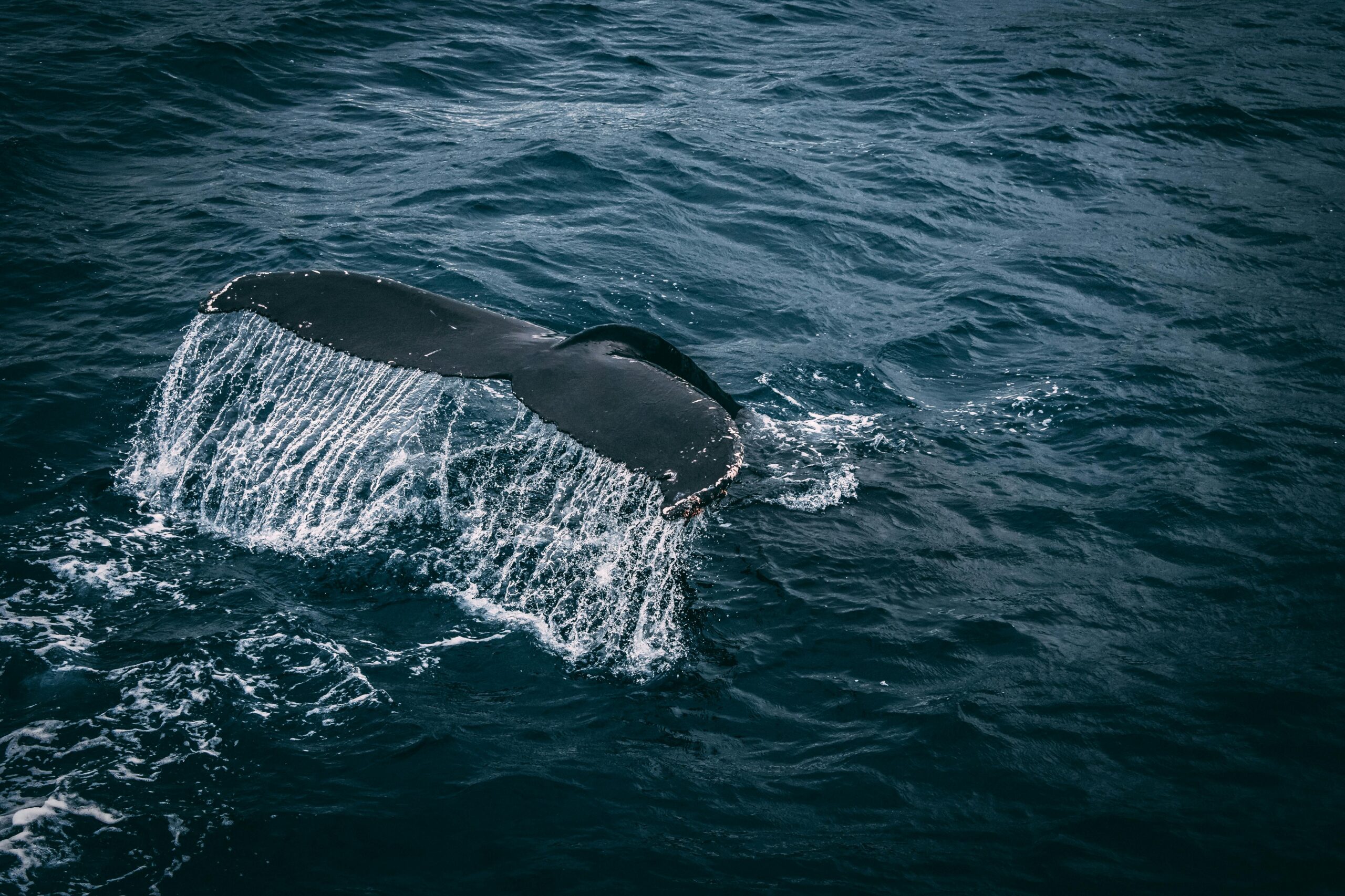 Close-up of whale tail splashing in deep blue sea, marine life and ocean photography concept